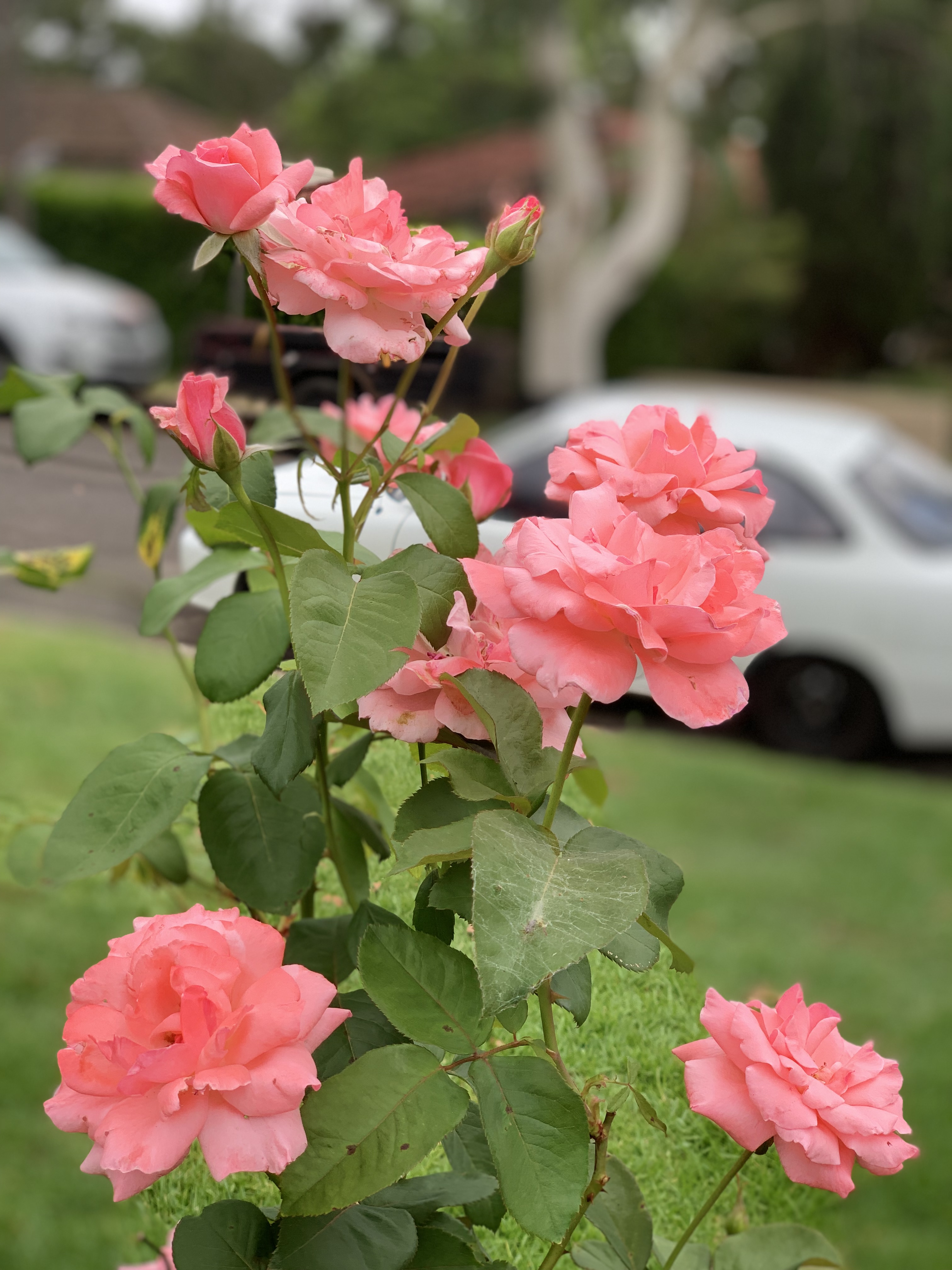 Feature Image 1